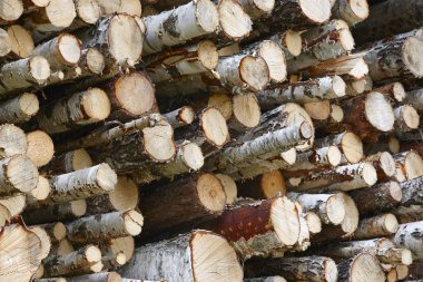 Ahşap işleme sanayi Finlandiya. Yığılmış huş ağaçları. Doğa backgrou