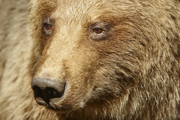 Detalle de cabeza de oso marrón. Fondo de vida silvestre — Foto de Stock