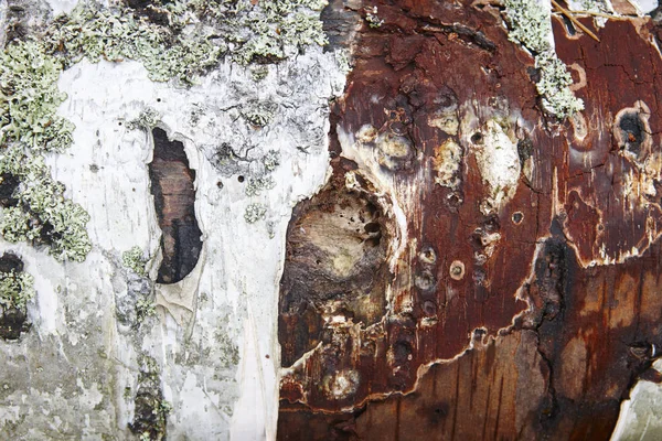 Kofferbak boomschors getextureerde met korstmossen rood hout. Natuur — Stockfoto