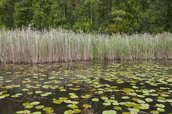 Silencioso paisaje de naturaleza finland. Bosque de lago y lirios de agua —  Fotos de Stock