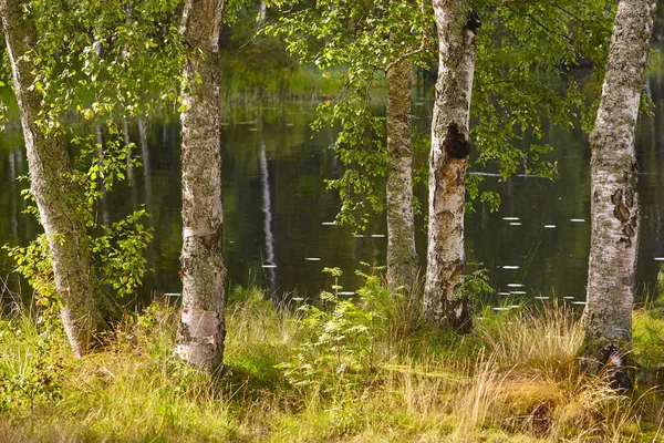 Финляндский пейзаж с березовым лесом и озером. Финское происхождение — стоковое фото