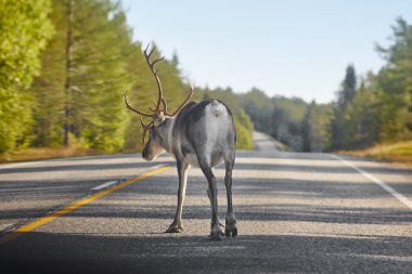 Finlandiya'da bir yol geçiş bir Ren geyiği. Fin manzara. Seyahat 