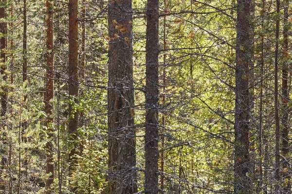 Finland forest detail at Pieni Karhunkierros trail. Autumn seaso — Stock Photo, Image