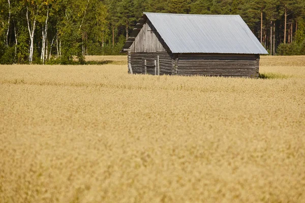 Azienda agricola tradizionale finlandese in legno in campagna. Finlandia terra — Foto Stock