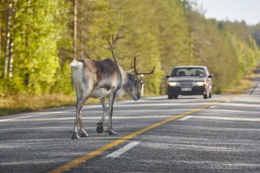 Finlandiya'da bir yol geçiş bir Ren geyiği. Fin manzara. Seyahat 