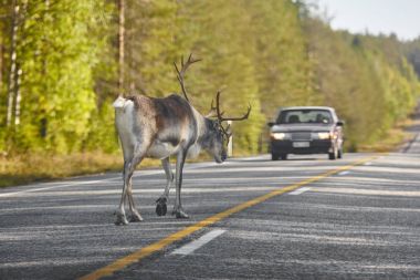 Reindeer crossing a road in Finland. Finnish landscape. Travel  clipart
