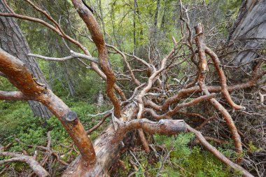 Bir orman düşmüş ağaç gövdesinde. Doğa arka plan. Manzara