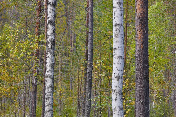 Detalhe da floresta finlandesa na trilha de Pieni Karhunkierros. Outono seaso — Fotografia de Stock