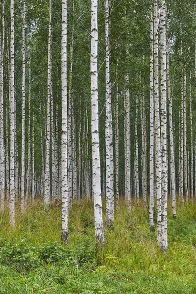 Finska landskap med björkskogen. Finlands natur vildmark — Stockfoto