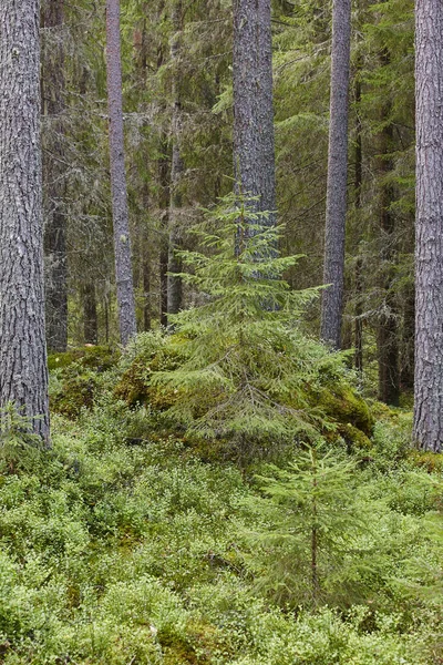 Paisagem florestal de pinheiros coníferas na Finlândia. Indústria da madeirar — Fotografia de Stock