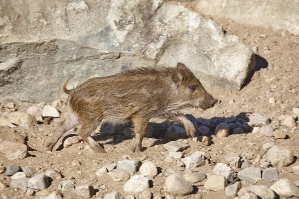 Giovane cinghiale che si nutre per terra. Fauna selvatica — Foto Stock