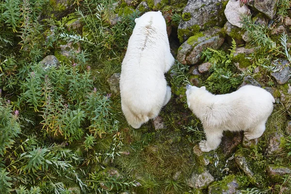 Oso polar con su cachorro. Vida silvestre animal de fondo . —  Fotos de Stock