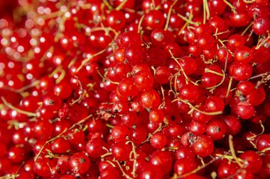 Vahşi kırmızı sapılmak meyve ayrıntı. Sağlıklı gıda arka plan. 