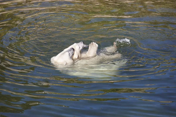 Oso polar jugando con su cachorro en el agua . — Foto de Stock