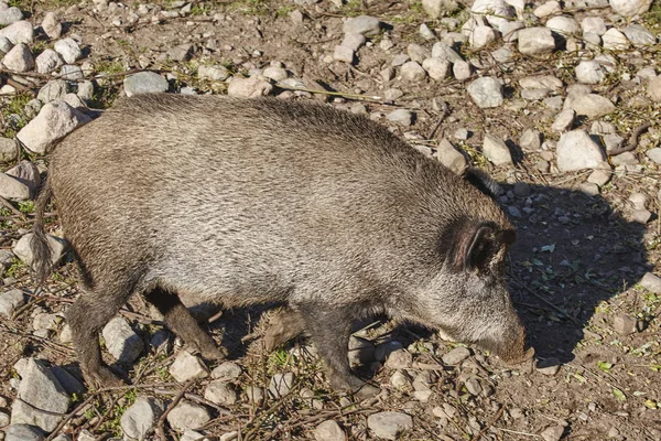 Cinghiale femmina che si nutre per terra. Sfondo animale — Foto Stock