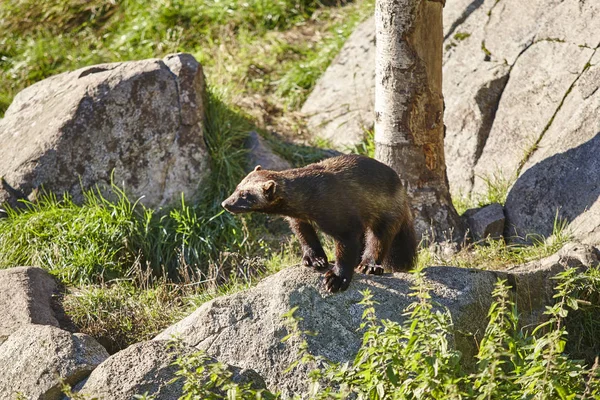 Wolverine su una foresta finlandese. Finlandia natura fauna selvatica — Foto Stock