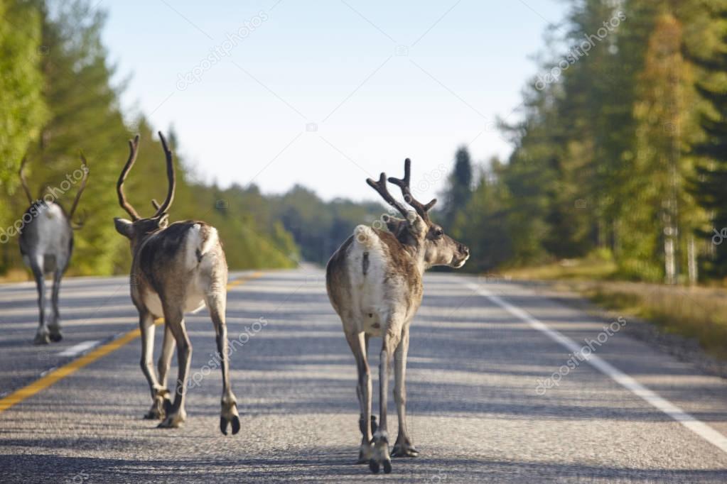 Reindeer crossing a road in Finland. Finnish landscape. Travel 