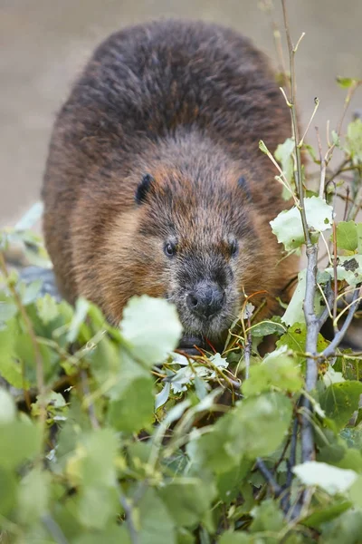 Castor comiendo en el bosque. Naturaleza Vida silvestre fondo —  Fotos de Stock