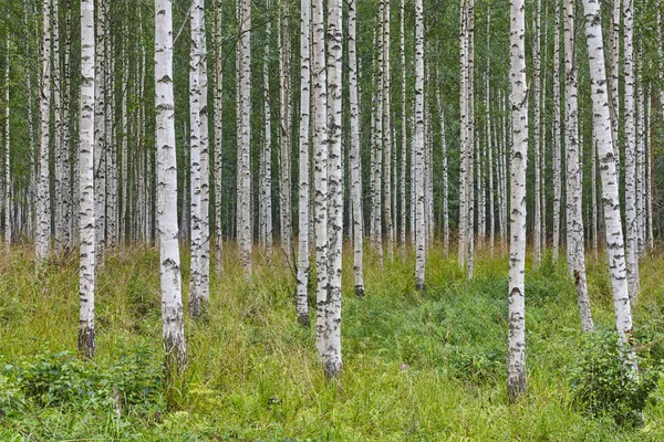 Finska landskap med björkskogen. Finlands natur vildmark — Stockfoto