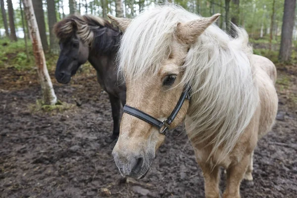 Hästar i ett Finland skogslandskap. Djur bakgrund. — Stockfoto