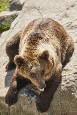 Kahverengi ayı kayanın üzerinde oturuyor. Vahşi yaşam ortamı. Hayvan