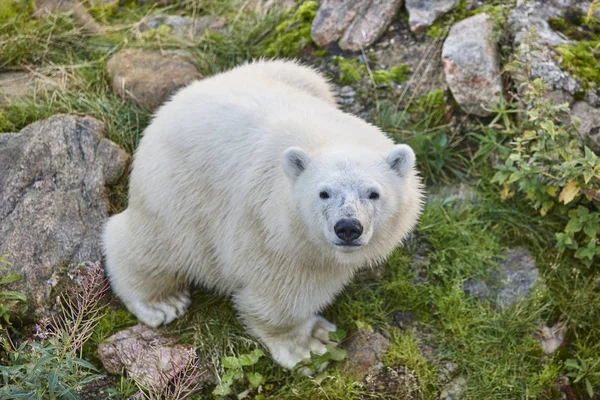 Urso polar no deserto. Animais selvagens fundo animal . — Fotografia de Stock