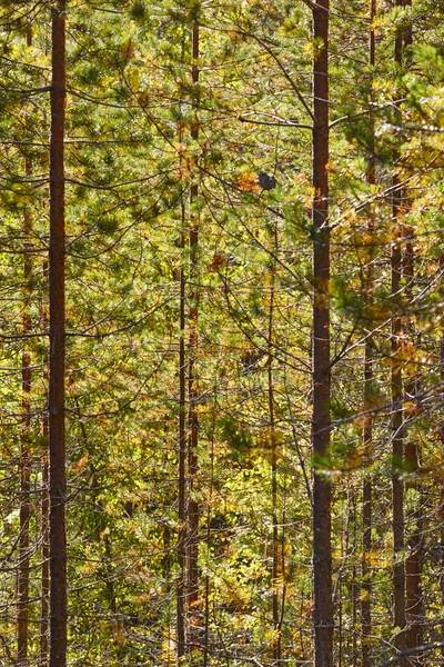 Finland skog detalj på Pieni Karhunkierros trail. Hösten seaso — Stockfoto