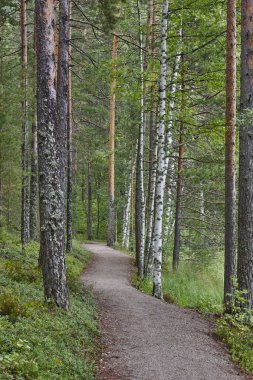 Huş ağacı bir ormanda yol. Finlandiya Doğa Vahşi