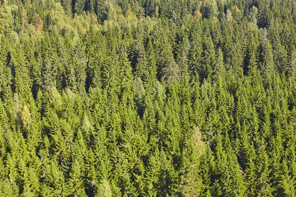 Finlândia paisagem pinhal verde. Indústria madeireira finlandesa — Fotografia de Stock