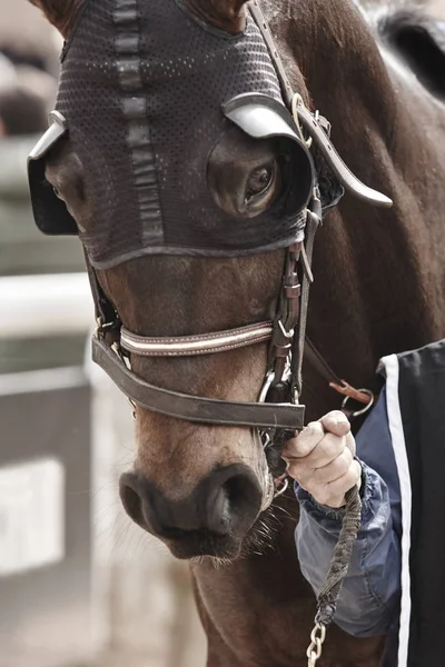 Race horse hoofd detail klaar om te draaien. Paddock gebied. — Stockfoto