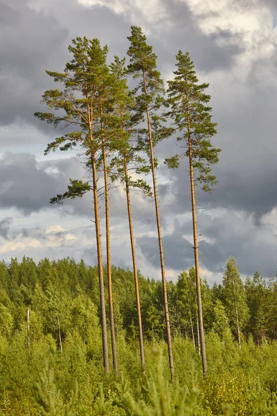 Finland skogslandskap med stora tallar. Höstsäsongen. — Stockfoto