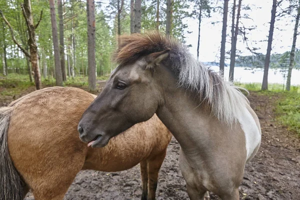 Hevosia Suomen metsämaisemassa. Eläinten tausta . tekijänoikeusvapaita valokuvia kuvapankista