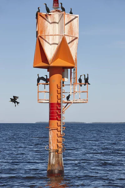 Cormoranes en un faro marino. Animales salvajes. Mar Báltico — Foto de Stock