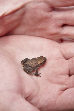 Küçük kurbağa el avuç. Amfibi