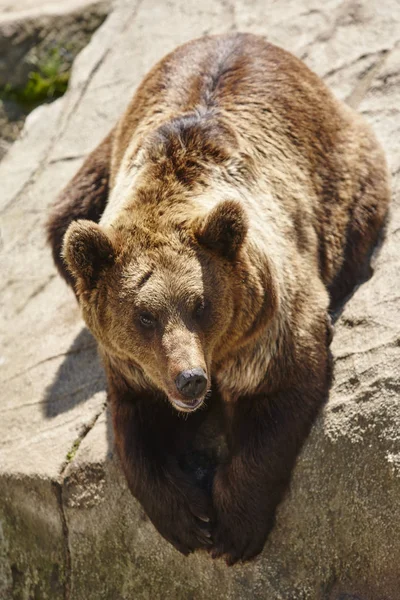 Kahverengi ayı kayanın üzerinde oturuyor. Vahşi yaşam ortamı. Finlandiya