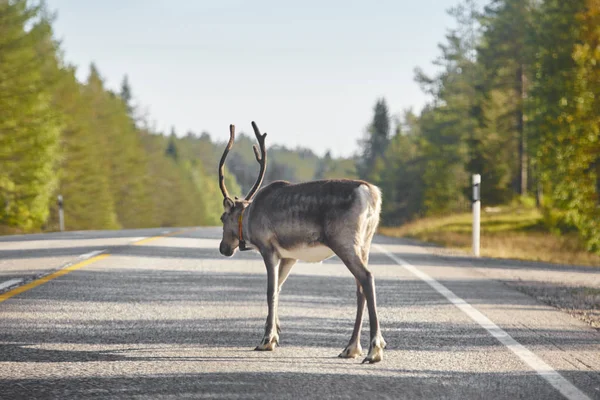 Finlandiya'da bir yol geçiş bir Ren geyiği. Fin manzara. Seyahat