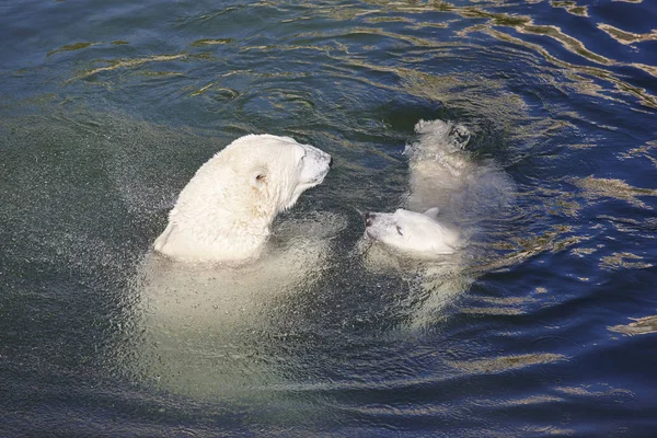 Orso polare che gioca con il suo cucciolo sull'acqua — Foto Stock
