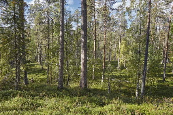 Финляндский лесной массив на тропе Pieni Karhunkierros. Осенний сезон — стоковое фото