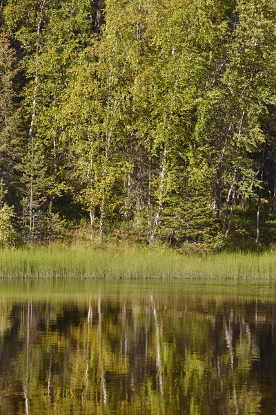 Финляндский лес на закате. След Pieni karhunkierros. Природа возвращается — стоковое фото