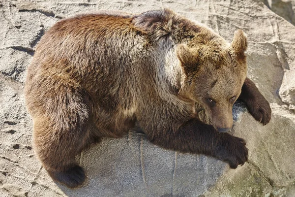 Oso pardo sentado en una roca. Ambiente de vida silvestre. Animales. — Foto de Stock