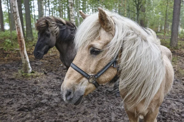 Cavalos em uma paisagem florestal da Finlândia. Contexto animal — Fotografia de Stock