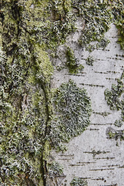 Yeşil bir ağaç gövde detay üzerinde liken. Doğa arka plan