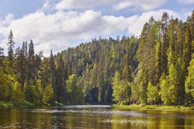 Finland forest at sunset. Pieni karhunkierros trail. Nature back clipart