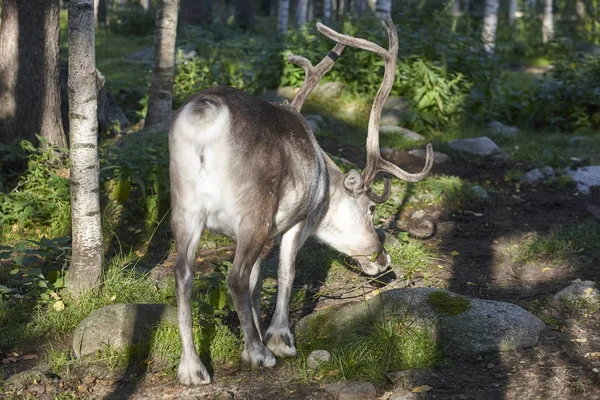 Reno salvaje en el bosque. Fondo animal. Finlandia — Foto de Stock