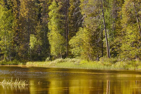 Финляндский лес на закате. След Pieni karhunkierros. Природа возвращается — стоковое фото