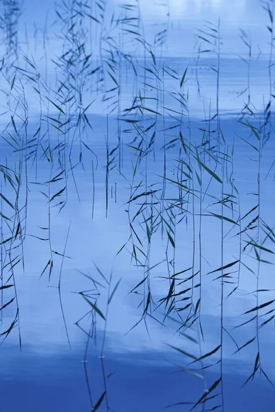 Jonken planten op een vijver. Achtergrond van de natuur. Blauw licht — Stockfoto