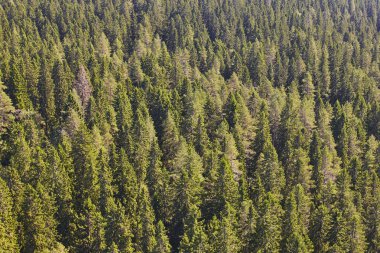 Finlandiya yeşil çam ormanı manzara. Fin ahşap işleme sanayi