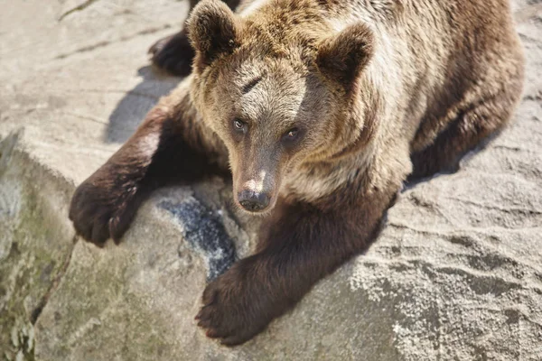 Oso pardo sentado en una roca. Ambiente de vida silvestre. Animales. — Foto de Stock