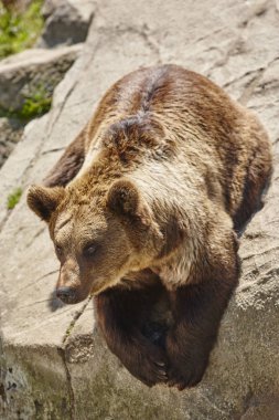 Kahverengi ayı kayanın üzerinde oturuyor. Vahşi yaşam ortamı. Hayvan