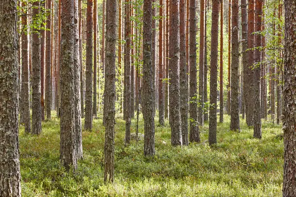Finlândia floresta de madeira de pinheiro ao pôr do sol. Paisagem iluminada. Viagens — Fotografia de Stock